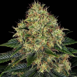 Skywalker OG Auto