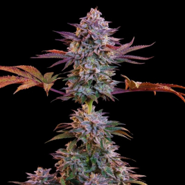 Auto Somango