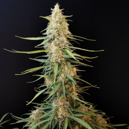 Sour Diesel Auto Fast Buds