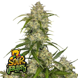 Sour Jealousy Auto de Fast Buds
