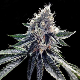 sour-kosher-dna-genetics.jpg