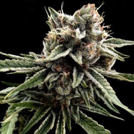 sour-strawberries-dna-genetics.jpg