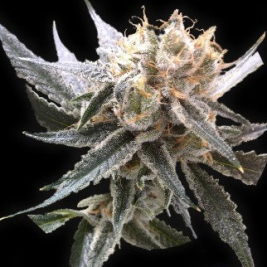 sour-tangie-dna-genetics.jpg