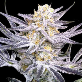 ssog-dna-genetics.jpg