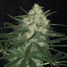 Semillas Feminizadas Sticky Gorilla de Pure Instinto