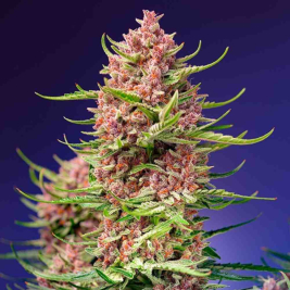 Strawberry Cola Sherbet F1 Fast Version