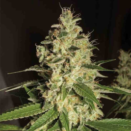 Strawberry Diesel
