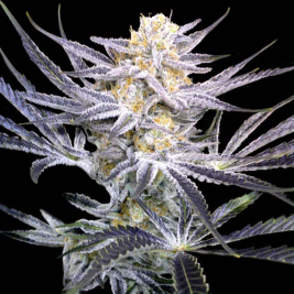 strawberry-fields-dna-genetics.jpg