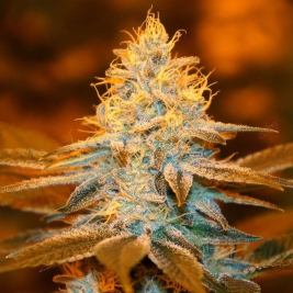 strawberry-glue-feminizada-th-seeds_1.jpg