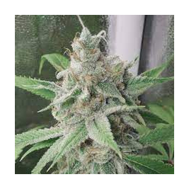 strawberry_banana_x_key_lime_pie.jpg
