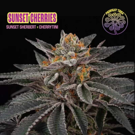 Sunset Cherries de Perfect Tree