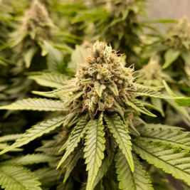 Sweet Premier CBD【Feminizada】Granel