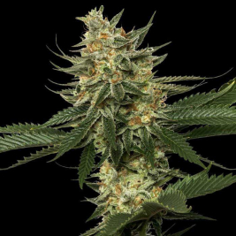 tangie-dna-genetics.jpg