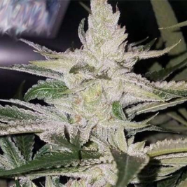 thc-bomb-strawnana-pcg.jpg