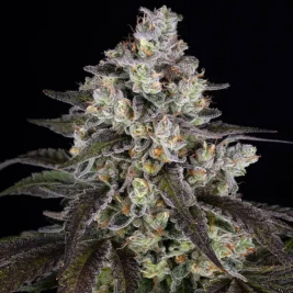 Trainwreck de Barney's Farm