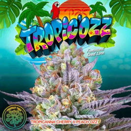 Tropic Ozz (Tropicanna Cherry x Peach Ozz)