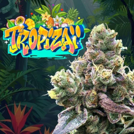 Tropizaï (Tropicanna x Zaïzaï)