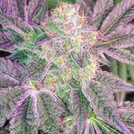 weeding-cake-watermelon-zkittlez-pcg.jpg