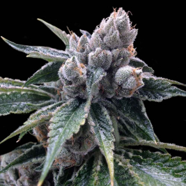 White Walker Kush de DNA Genetics