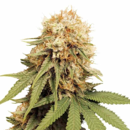 White Widow Dutch Passion