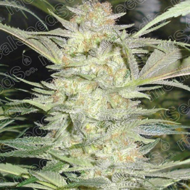 White Widow Feminizada Medical Seeds