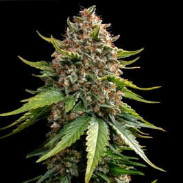 White Widow XXL Auto