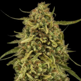 Widow Remedy Regular de Barney´s Farm