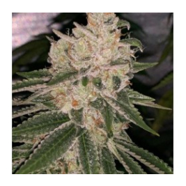 xeast-bay-og-x-purple-punch.jpg