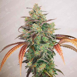 y-griega-cbd-2-0-medical-seeds3.jpg