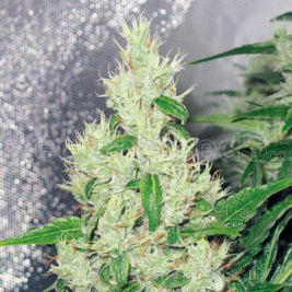 y-griega-medical-seeds.jpg