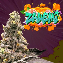 Zahemi (Yahemi x Zaï Zaï)