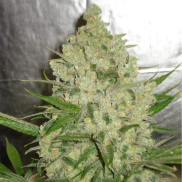 AK 47 Auto Granel