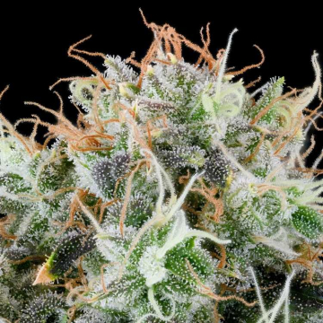 Semillas Feminizadas Apple Drops de Grounded Genetics