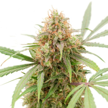 auto-ak-triple-haze-super-sativa-seed-club