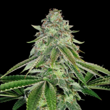 semillas-baker’s-delight-auto-de-dna-genetics