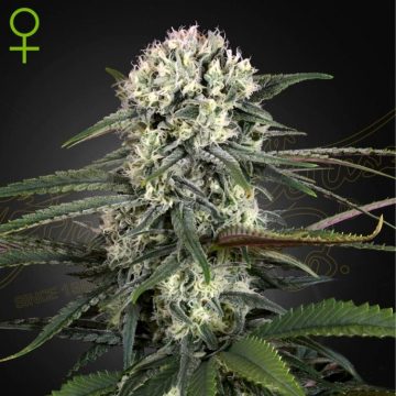 semillas-auto-bomb-de-green-house-seeds