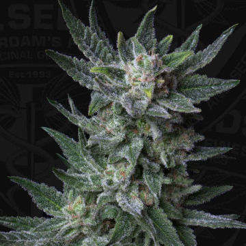 auto-bubblegum-902297