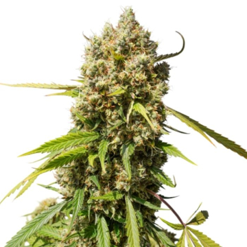 auto-elephant-super-sativa-seed-club
