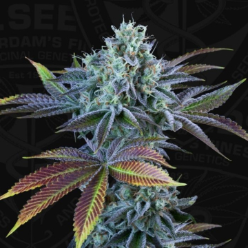 auto-french-cookies-de-th-seeds auto-french-cookies-de-th-seeds