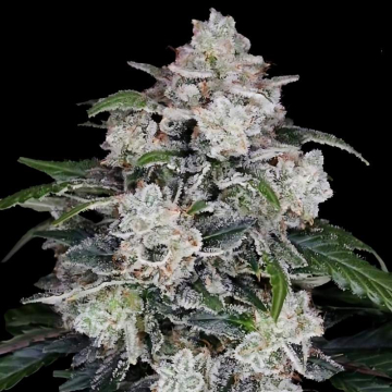 semillas-auto-mac-n-me-de-dna-genetics