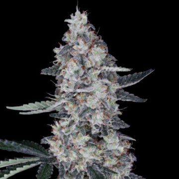 semillas-auto-watermelon-man-de-dna-genetics
