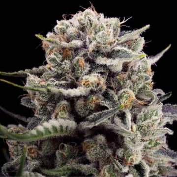 b-45-de-silent-seeds b-45-de-silent-seeds