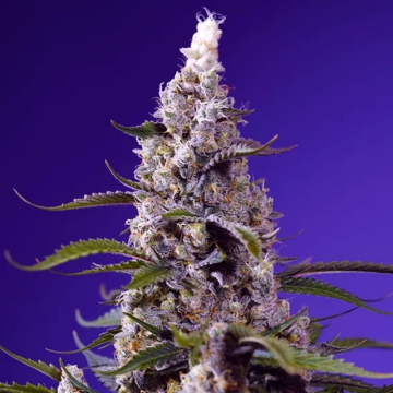 banana-cream-cake-xl-auto-de-sweet-seeds