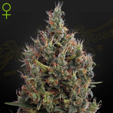 semillas-big-bang-auto-de-green-house-seeds