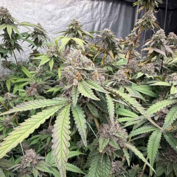 semillas-biscotti-gelato-feminizadas-de-fast-buds