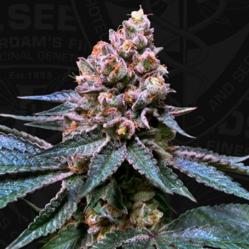 black-apple-hitchcock-de-th-seeds