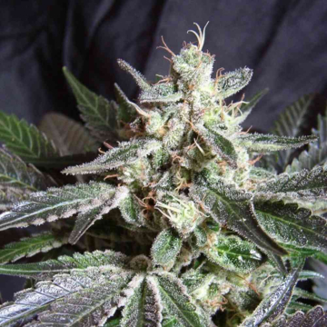 black-jack-sweet-seeds1_1.jpg