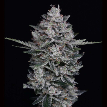 semillas-black-joshd-xl-auto-granel