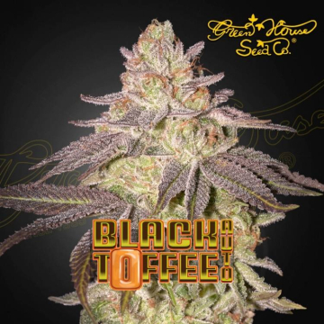 semillas-black-toffee-auto-de-green-house-seeds