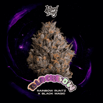 semillas-blackbow-de-wizard-trees